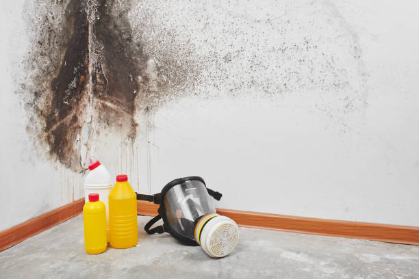 Best Residential Mold Remediation in Kiawah Island, SC