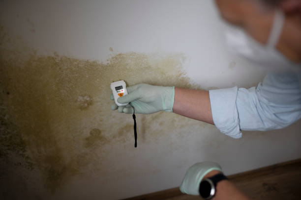 Best Industrial Mold Remediation in Kiawah Island, SC