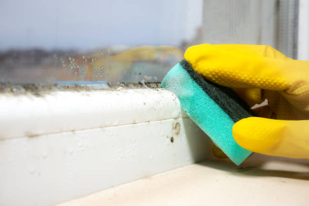Best Attic Mold Remediation in Kiawah Island, SC
