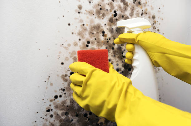 Best White Mold Remediation in Kiawah Island, SC